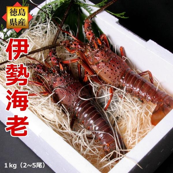 活伊勢海老 1kg分 2 5尾 ギフトセット 徳島県産 21 コロナ応援 天然伊勢エビ 宅配便 送料無料 お祝い Oseibo 1000 ありがとうわくわくの阿波の産直便 通販 Yahoo ショッピング