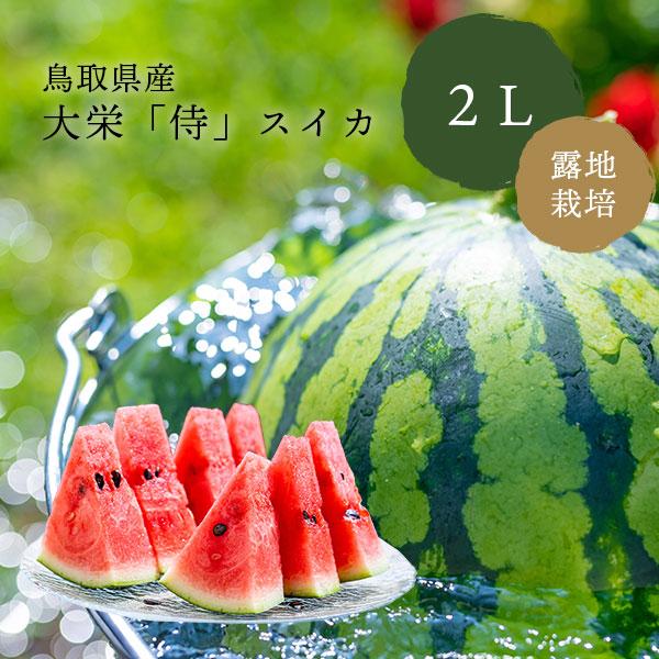 6月下旬〜7月上旬出荷 鳥取 大栄侍スイカ 2Lサイズ 露地栽培 奥田農園