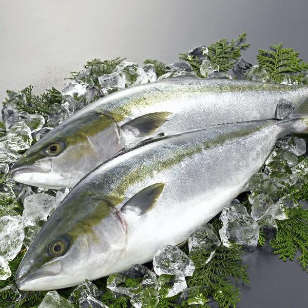 日本海産 天然ブリ 寒鰤 6kg 送料無料 予約 Buri6000 日本海 鮮魚とカニの店 三光水産 通販 Yahoo ショッピング