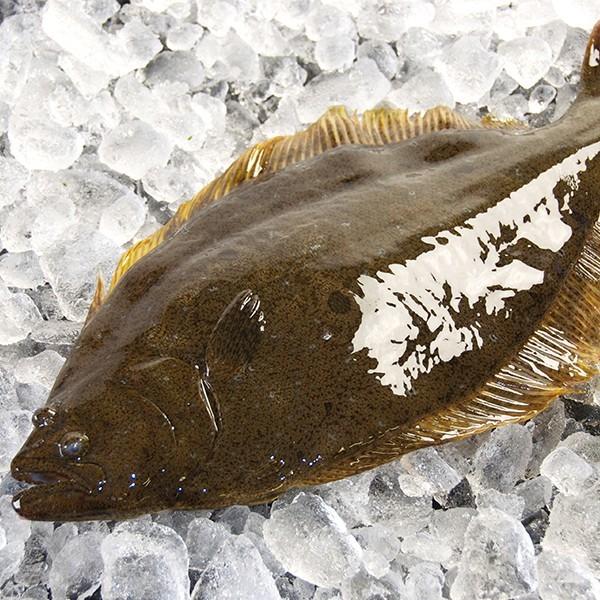 境港産天然ヒラメ2kg以上 予約販売品 Hirame00 日本海 鮮魚とカニの店 三光水産 通販 Yahoo ショッピング