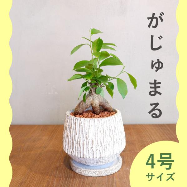 ガジュマル 盆栽 陶器鉢付き(新品) がじゅまる 観葉植物：ガジュマル*陶器鉢あすか 受皿付 : 遊恵