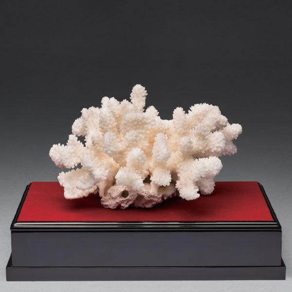 世界的に有名な 白珊瑚 珊瑚 飾り 天然 天然珊瑚 置物 飾りもの インテリア Kw 1190 天然白珊瑚 限定点 インテリア雑貨 Techguff Com