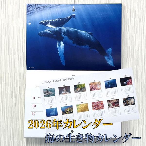 毎年大好評!海の生物の写真を使った壁掛けカレンダーです。見開きA3サイズ縦42cm×横29.7cm12ページ（1か月に1ページ）　　　日本製※表示価格には送料が含まれています。