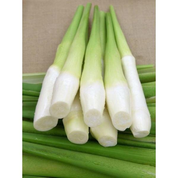 [Release date: September 29, 2020]まこもたけ　台湾産　まこも筍、２本入り　くせがなく、さっと茹でたり、グリル焼き、炒めものにも向いているほか、新鮮なものは生食してもおいしい。