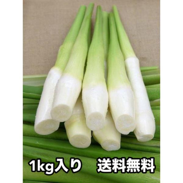 まこもたけ（まこも筍、真菰筍）★通年販売商品★【内容量】1kg前後/袋（約10〜12本）【原産地】台湾【送料】1kg入り送料無料（常温便）