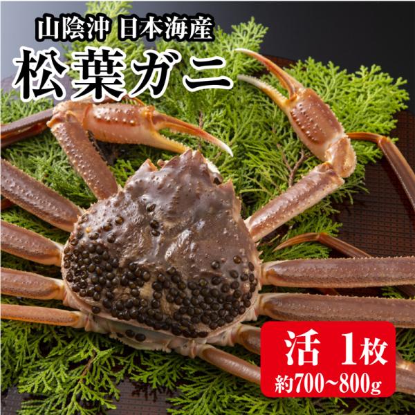 一般のズワイガニのほどんどがボイル冷凍で流通することに比べ、松葉ガニは生きたままの「活」と水揚げ後茹でた「ボイル」どちらも冷凍されずに流通することが基本です。どれだけ冷凍技術が進もうとやはり獲れたて、茹でたてが美味しいのは当たり前ですね。松...