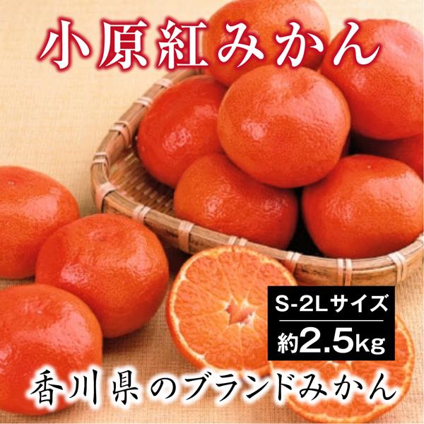 小原紅 みかん Lサイズ お試し 約2.5kg 香川県 奇跡のみかん 小原紅早生金時みかん 紅くて 甘い 小原紅 みかん Lサイズ お試し 約2.5kg 香川県 奇跡のみかん 小原紅早生金時みかん 紅くて 甘い