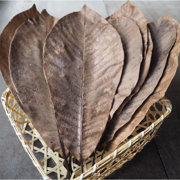 [Release date: October 6, 2025]キーワード：乾燥朴葉 ほうば 乾燥 朴葉 国産 朴葉味噌・内容量：乾燥朴葉 10枚・保存方法：直射日光、高温多湿を避け、保存してください。・発送方法：ネコポス発送(※20枚以上の...