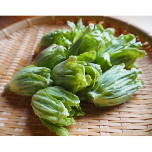 [Release date: March 21, 2026]キーワード：ふきのとう 山菜 天然 蕗の薹 フキノトウ・内容量：1kg・お届け時期：3月上旬〜4月上旬・発送方法：ヤマト運輸 冷蔵便※天然物の為、大きさには多少のばらつきがございます