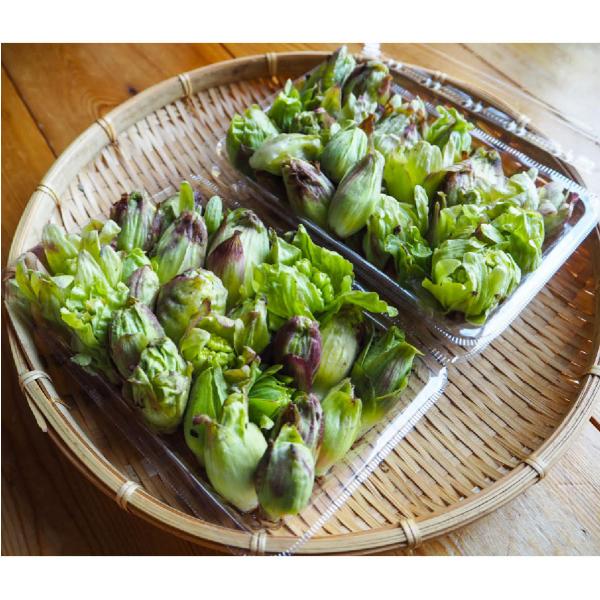 常温発送 ふきのとう 蕗の薹 300g 天然山菜 飛騨高山産 特別価格 常温発送 ふきのとう 蕗の薹 300g 天然山菜 飛騨高山産 特別価格