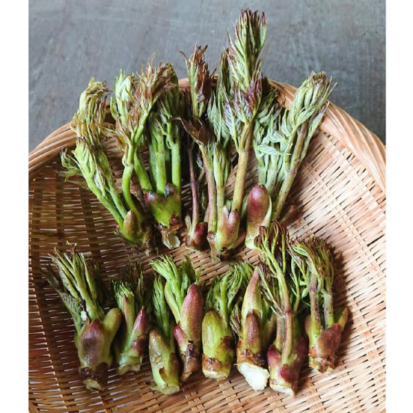 [Release date: May 1, 2026]キーワード：たらの芽 タラの芽 たらのめ 山菜 天然 山菜の王様 天然山菜・内容量：500g・お届け時期：5月初旬〜5月中旬・発送方法：ヤマト運輸 冷蔵便※天然物の為、大きさには多少のば...