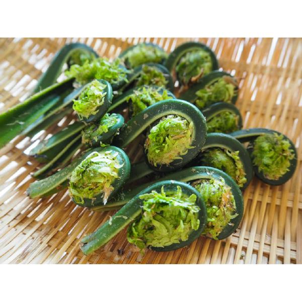 [Release date: May 2, 2026]キーワード：こごみ コゴミ クサソテツ くごみ コゴメ 屈 山菜 天然 天然山菜・内容量：500g・お届け時期：5月初旬〜5月中旬・発送方法：ヤマト運輸 冷蔵便※天然物の為、大きさには多...