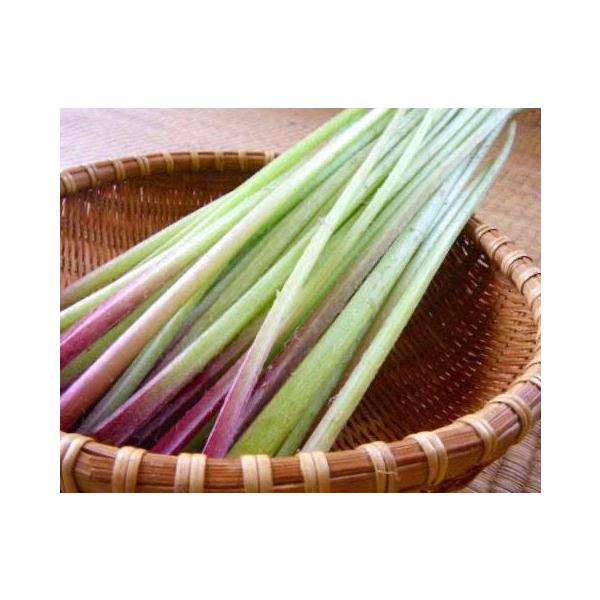 [Release date: June 15, 2026]キーワード：天然 山蕗 天然山菜 山ぶき フキ やまぶき ヤマフキ きゃらぶき・内容量：2kg・お届け時期：5月中旬〜6月上旬・発送方法：ヤマト運輸 冷蔵便※天然物の為、大きさには多...