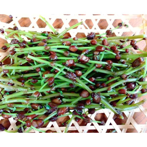 sarubobo-sansai_sarubobo-sansai95