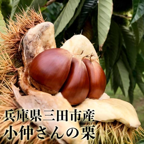 小仲さんの栗(兵庫県三田市産）3Lサイズ 1kg : 篠山食料品店