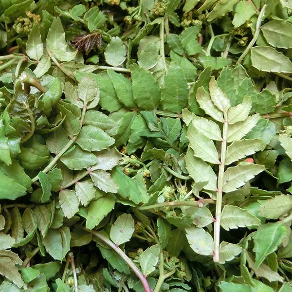 木の芽（生・丹波産）1kg : 篠山食料品店 - 通販 - Yahoo!ショッピング