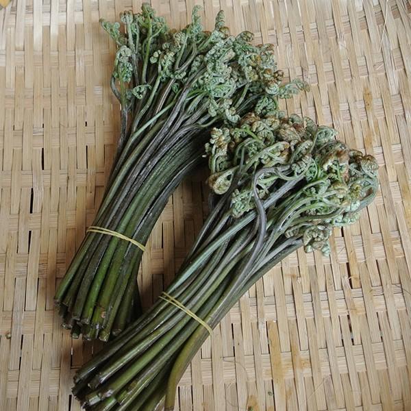 蕨（わらび）山菜 丹波篠山産 : 篠山食料品店 - 通販 - Yahoo!ショッピング