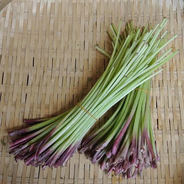 山蕗（やまぶき）山菜 丹波篠山産 : 篠山食料品店 - 通販 - Yahoo
