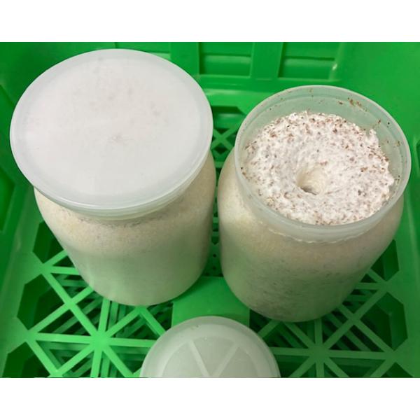 機械による固詰めです。オオクワガタやヒラタなどに最適な菌糸ボトルです。ニジイロなど外国産のクワガタにも適しています。時季により小さなキノコが発生している場合があります。エノキ材（ニレ科）は菌糸の量が多く幼虫が大きく育ちます。菌糸の量が多く羽...