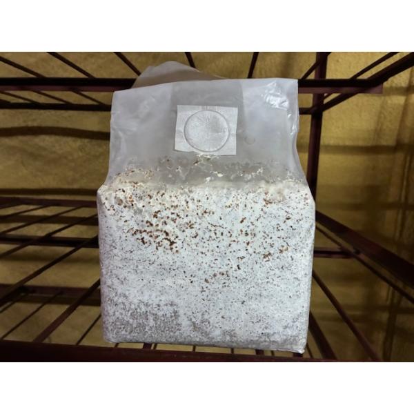 オガはエノキ・クヌギ混合です。大きく育つと大人気の菌床です。カワラタケ菌糸ブロックは空気に触れている面は黒くなります。カビと混同しないようにお願いします。菌種：カワラタケ（林試カワラIII）【注意】暑い時季は、冷蔵便での配送をおススメしてお...