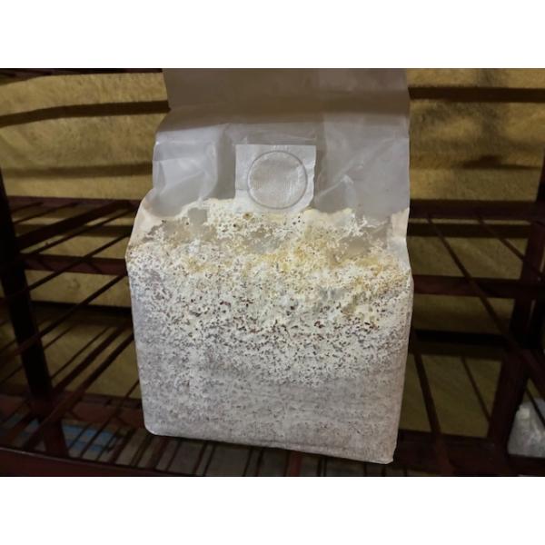 ブロックの表面に黄色の水が出ますがこれは分解水です。正常な証拠です。エノキ材主体だから菌のまわりがとても良いのです。大きく育つと多くのブリーダーから絶賛されています詰め方にもよりますが、ブロック1個につき800ccで4〜5本、1400ccで...