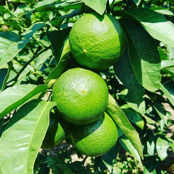 ベルガモット 1kg 国産 【A・B品混同品】ベルガモット 希少な