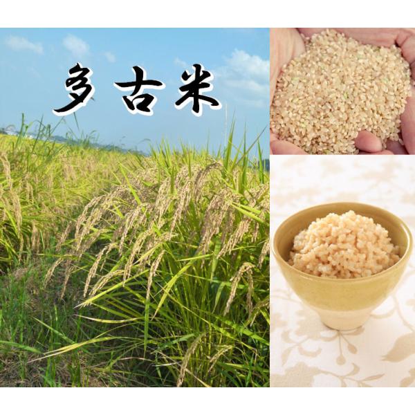 コシヒカリ 〔 令和8年産 新米予約 〕加藤さんの多古米 10kg 玄米 千葉