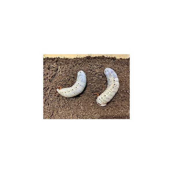 ◎【孵化】孵化後6〜12ヶ月◎【産地】グアドループ◎【累代】CB オス体重60ｇ以上これからドンドン大きくなります■夏は保冷剤冬は保温材を入れて厳重な梱包でお届け致します■最短で配送致します。生体ですので確実にお受け取りお願いいたします。■...