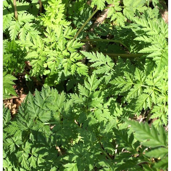 見た目は人参の葉に似た山菜です。シャキシャキした歯ごたえがありますのでお浸しにして鰹節やマヨネーズをかけて食べると香りと歯ごたえが楽しめます。天ぷらもお勧めです。サクサクしてとても美味しくいただけます。令和３年の採取が始まりました！採れたて...