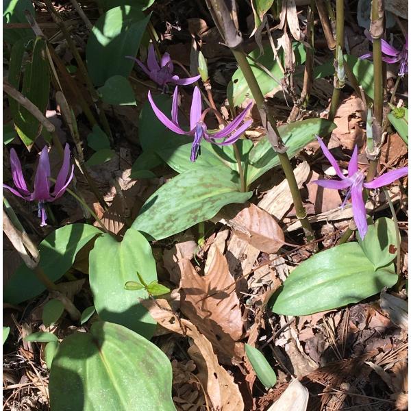根から片栗粉が作られるとても貴重な山菜です。（現在の片栗粉はジャガイモなどから作られています）写真のような大きさに育つまでに5年〜6年かかり採取するときは来年のために根は残してきます。養分が十分に蓄えられると葉に赤紫色の模様が出てきます。薄...