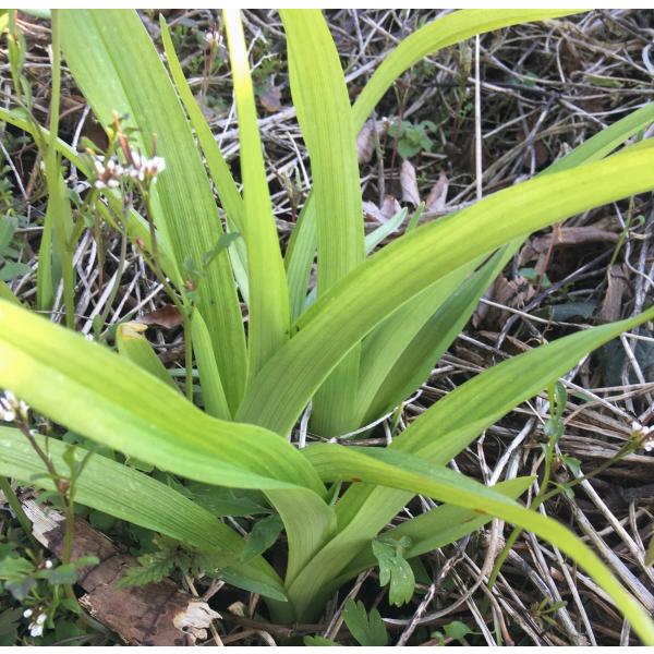 薬膳料理や精進料理にも使われる天然のやぶかんぞうです。天ぷらやお浸しでお召し上がりください。根元の白い部分はちょっとぬめりがあり青い葉の部分は独特の歯触りがありますが、山菜特有のクセやアクはほとんどありません。川辺などによく生えています。成...