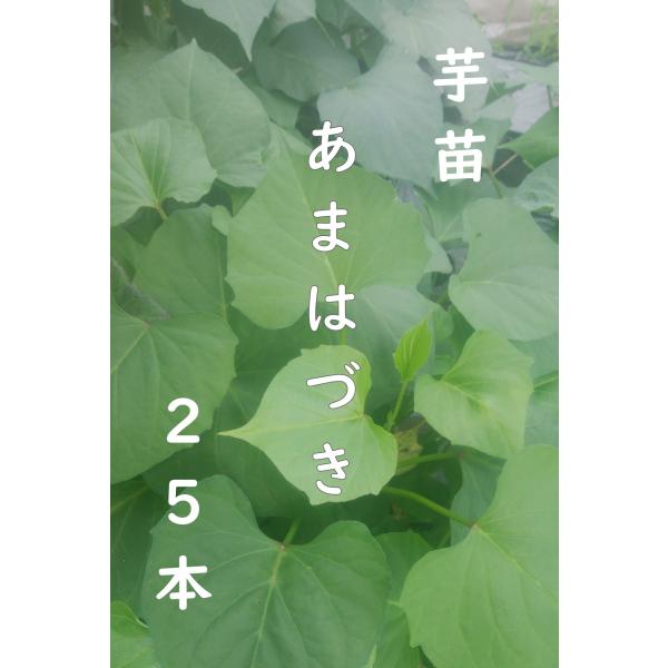 2025年作付け さつまいも苗 「あまはづき」切り苗25本