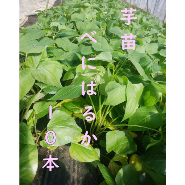 [Release date: April 1, 2026]【PVP登録品種】海外持出禁止（農林水産大臣公示有）◎秋には美味しいさつま芋の収穫をしてみませんか。大人気のさつま芋の苗「べにはるか」10本「2026年作付け」の案内です。登録品種名...