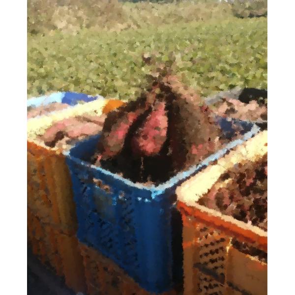 [Release date: April 1, 2026]☆さつま芋の甘さがゆっくりと伝わってくる。ホクホク・紛質系、玄人好みのさつまいも。紛質系なので甘さの伝わり方がゆっくりです。お茶等の水分をお供に楽しめるお芋です。（個人的所見になりま...