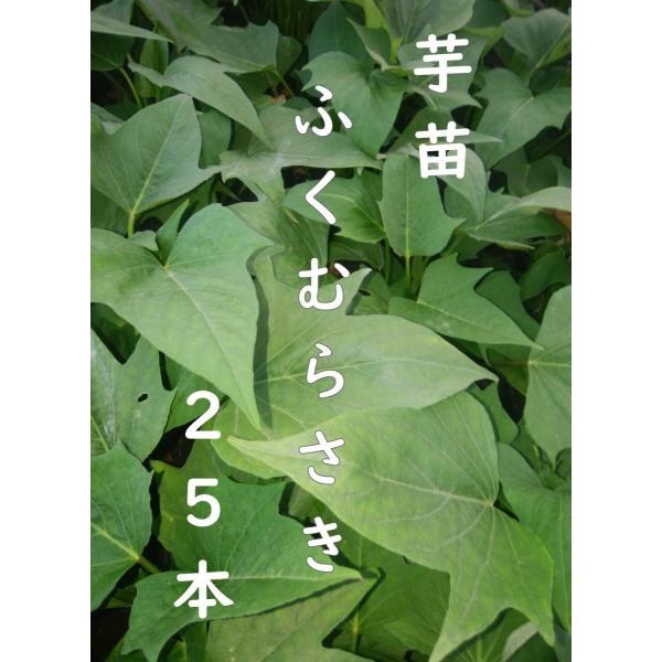 ふくむらさき苗800本tshuhama ふくむらさき芋苗800本セール