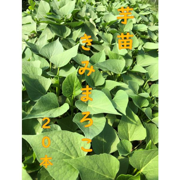 [Release date: April 1, 2026]☆さつま芋の甘さがゆっくりと伝わってくる。繊維質が少なく、まろやかな触感のさつまいも。◎秋には美味しいさつま芋の収穫をしてみませんか。さつま芋の苗「きみまろこ」20本「2026年作付...