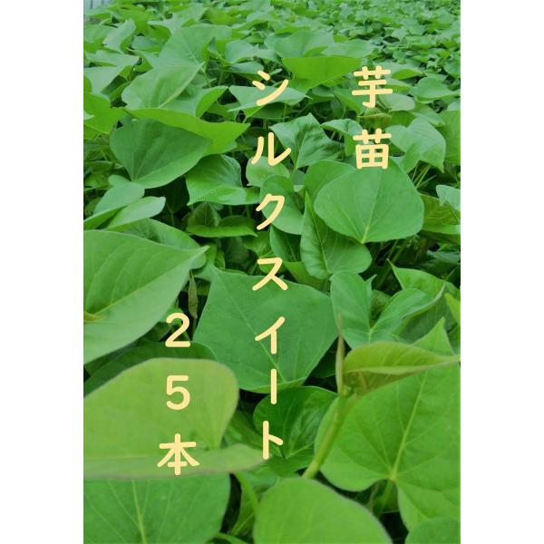 2025年作付け さつまいも苗 シルクスイート 25本 : さつまいもの