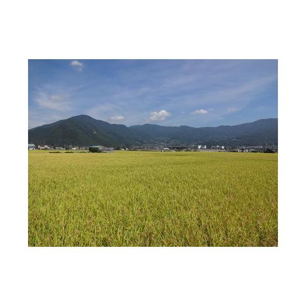 コシヒカリ 令和7年産 長野県産コシヒカリ玄米30kg/精米27kg
