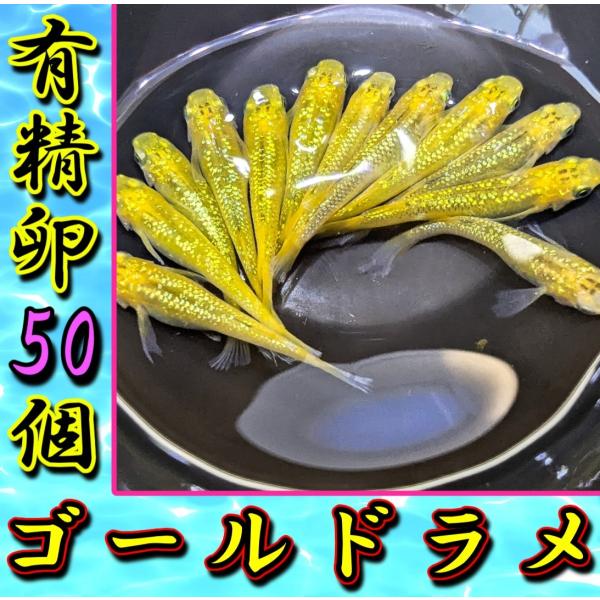 【ゴールドラメ】メダカ有精卵50個＋α補償分＋ゾウリムシ＋粉餌付き ※子供や初心者にも簡単に育てられるメダカ卵セット【SA:Water Garden】