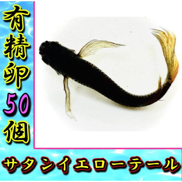 【サタンイエローテール】メダカ有精卵50個＋α補償分＋ゾウリムシ＋粉餌付き　※子供や初心者にも簡単に育てられるメダカ卵セット【SA:Water Garden】