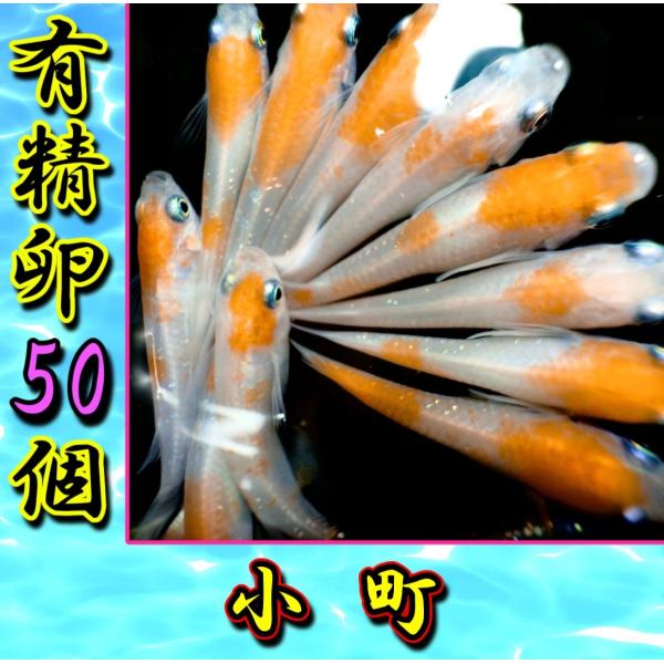 【小町】メダカ有精卵50個＋α補償分＋ゾウリムシ＋粉餌付き　※子供や初心者にも簡単に育てられるメダカ卵セット【SA:Water Garden】