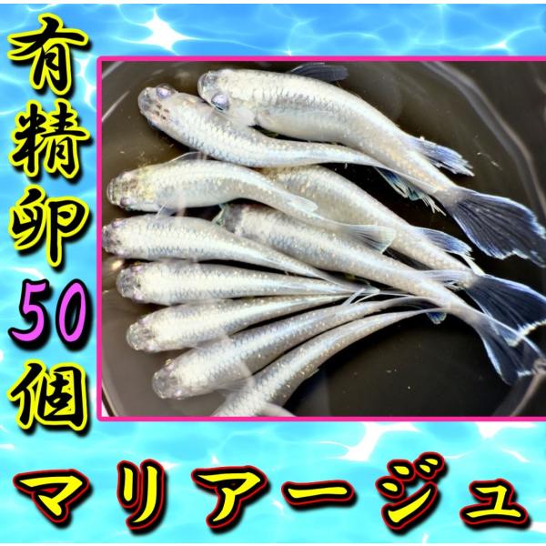 【マリアージュ】メダカ有精卵50個＋α補償分＋ゾウリムシ＋粉餌付き　※子供や初心者にも簡単に育てられるメダカ卵セット【SA:Water Garden】
