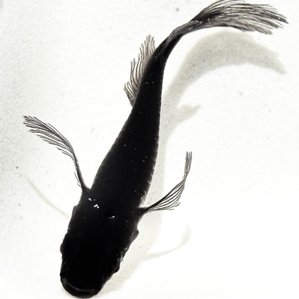 【サタン】メダカ有精卵50個＋α補償分＋ゾウリムシ＋粉餌付き　※子供や初心者にも簡単に育てられるメダカ卵セット【SA:Water Garden】