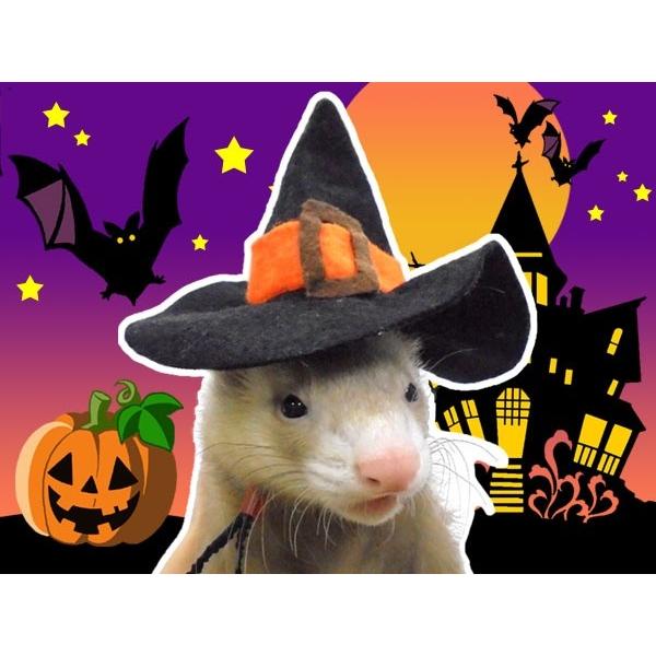 ハロウィーンの仮装にピッタリな魔法使いをイメージした帽子です。イベントや記念撮影におすすめ。長さを調節できるゴム紐付きで簡単に装着することができます。サイズ：高さ（約）90ｍｍｘ幅（約）130ｍｍ※ペットがストレスにならないよう、長時間のご...