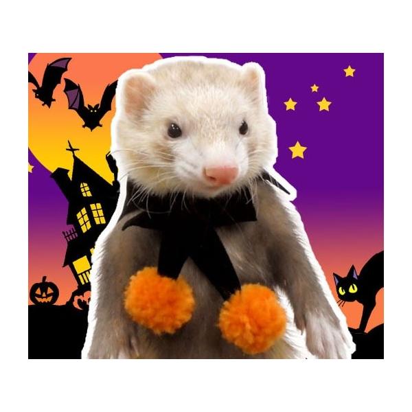 ハロウィーンの仮装にピッタリな格好いいマントです。背中の部分にはハロウィンのカボチャがニッコリ。先端には可愛いボンボンも付いています。イベントや記念撮影におすすめ。スナップボタンで簡単に装着することができます。サイズ：全長300ｍｍ