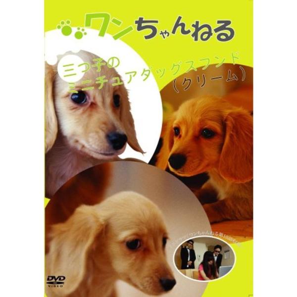ワンちゃんねる 3ツ子のミニチュアダックスフンド(クリーム) DVD: 商品のタイトル【中古品】(中古品)＝使用済み中古品です。画像の商品はサンプル画像です。実際に届く商品と異なりますのでご了承下さいませ。※中古品のため、商品のコンディショ...