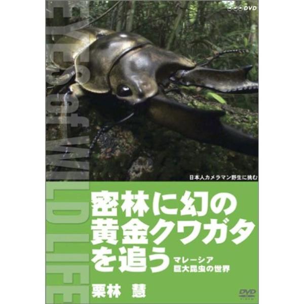 密林に幻の黄金クワガタを追う マレーシア巨大昆虫の世界/栗林慧 DVD: 商品のタイトル【中古品】(中古品)＝使用済み中古品です。画像の商品はサンプル画像です。実際に届く商品と異なりますのでご了承下さいませ。※中古品のため、商品のコンディシ...