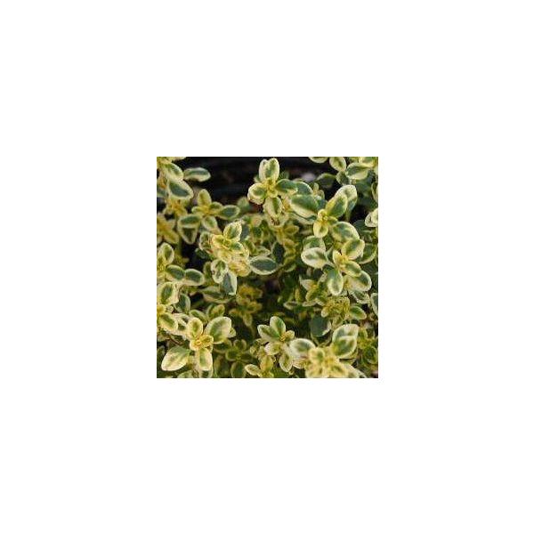 ゴールデンクイーンタイム ハーブ苗9cmポット Buyee Buyee Japanese Proxy Service Buy From Japan Bot Online