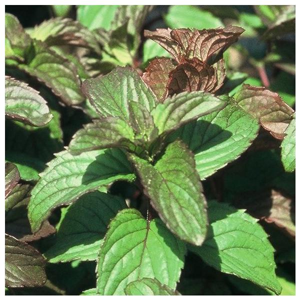 オーデコロンミント ハーブ苗9cmポット Buyee Buyee Japanese Proxy Service Buy From Japan Bot Online