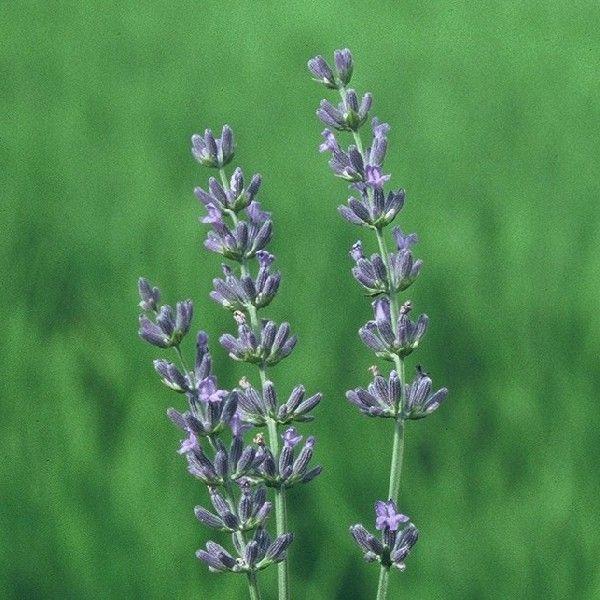 グロッソ ラベンダー ハーブ苗9cmポット Buyee Buyee Japanese Proxy Service Buy From Japan Bot Online